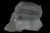 Elrathia Trilobite Fossil - Utah #139562-1